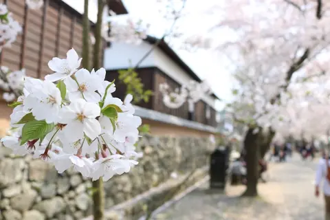秋月杉の馬場