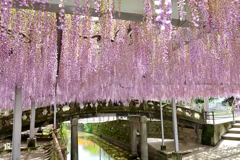 中山大藤
