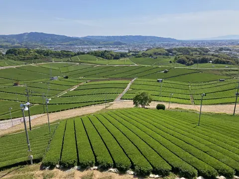 八女中央大茶園