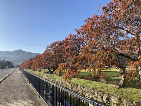 蔵数のハゼ並木