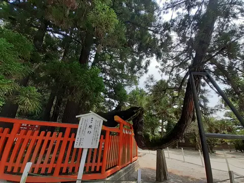 綾杉
