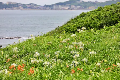 夏井ヶ浜のハマユウ自生地