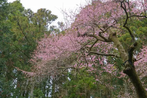 虎尾桜