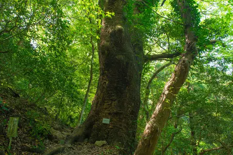 立花山