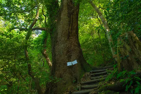立花山クスノキ原生林