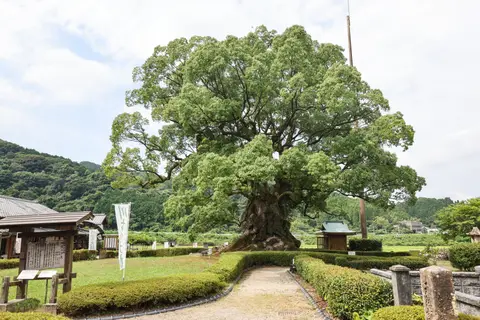 川古の大楠