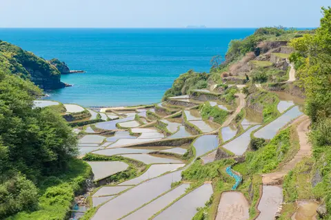 浜野浦の棚田