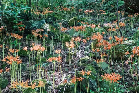 八幡岳