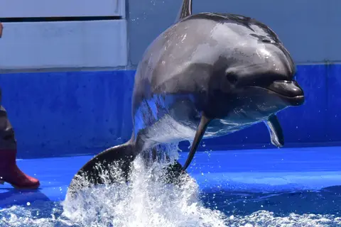 大分マリーンパレス水族館「うみたまご」