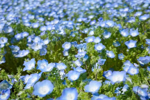 おおがファーム