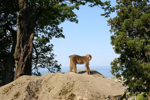 高崎山
