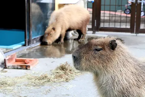 別府ラクテンチ