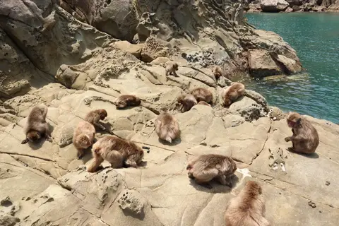 幸島
