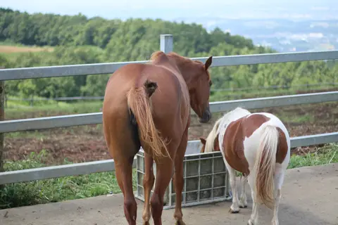 らくのうマザーズ 阿蘇ミルク牧場