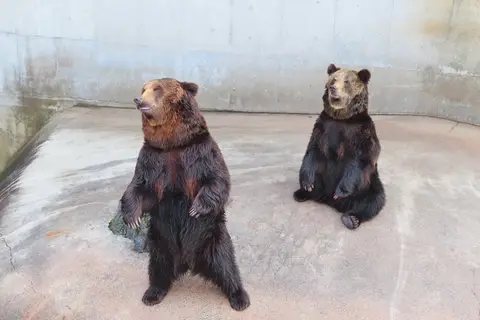 阿蘇カドリー・ドミニオン