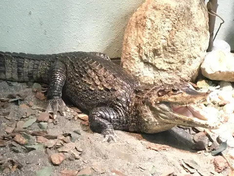 わんぱーくこうち
